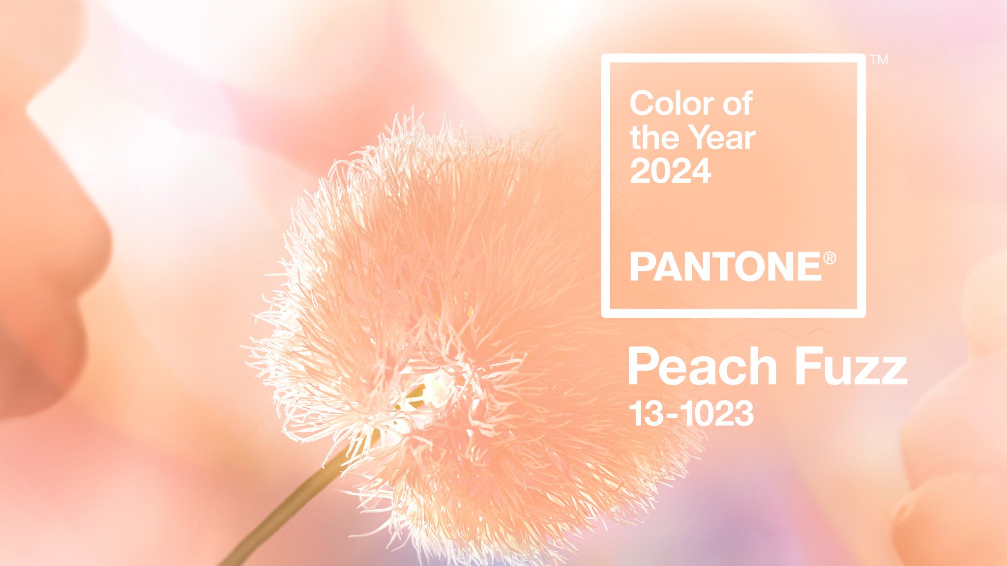 PANTONE 2024年度流行色发布：131023 Peach Fuzz 柔和桃色调 _ 千通彩色彩管理官网
